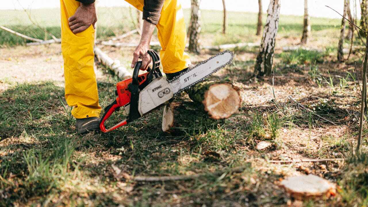 Dead Tree Removal in Winter Park, FL